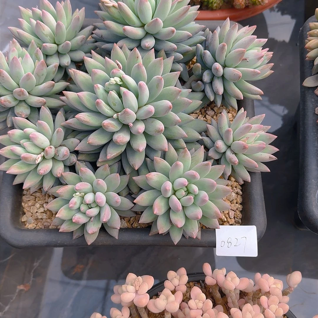 S**莉0827所罗门多肉植物