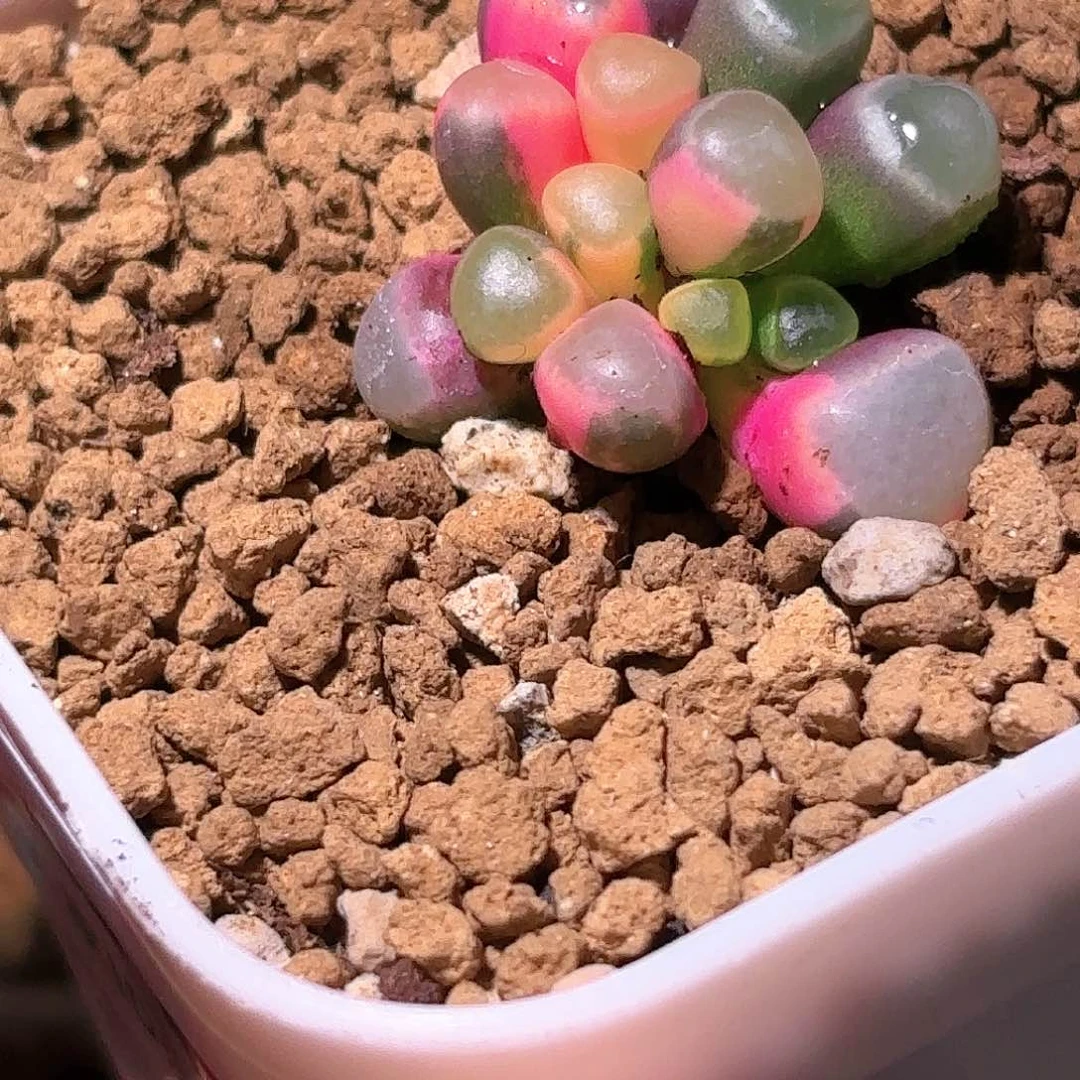 菓*175号五十铃玉锦多肉植物锦一物一拍带盆土