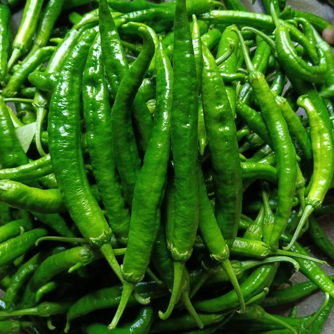 【顺丰包邮】湖北本地农家辣椒辣妹子皮薄肉厚应季新鲜辣椒