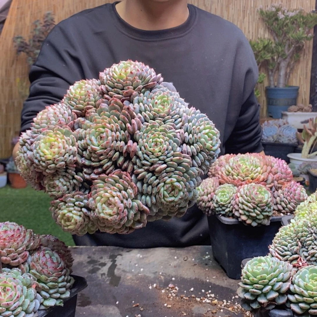 v***笑199号白胖子手捧