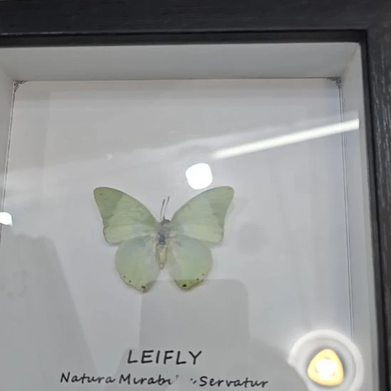 R***L蝴蝶标本定制095号