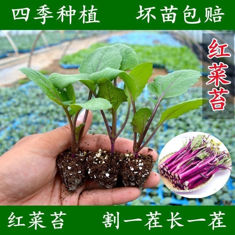 红菜苔苗现挖现发早熟高产耐寒耐热阳台盆栽庭院栽种四季蔬菜