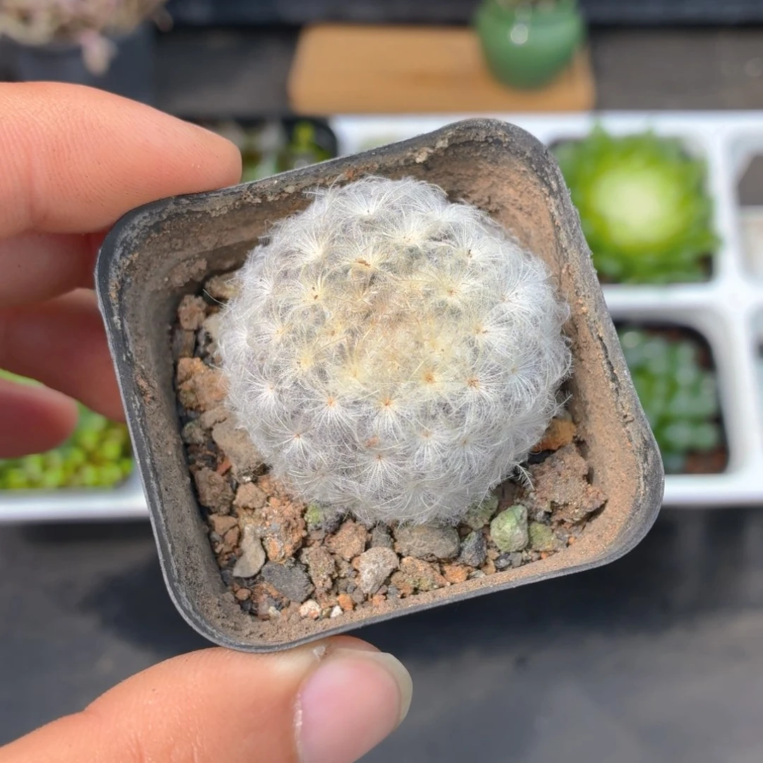 白星多肉9.9包邮发货