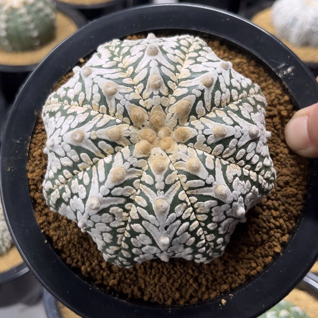 105 实生泰系仙人球兜多肉