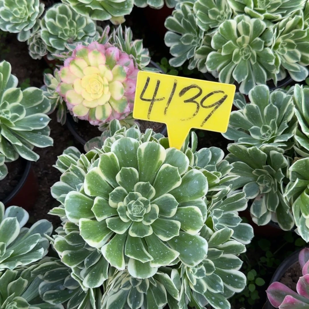 4139--+多头多肉植物迈巴赫