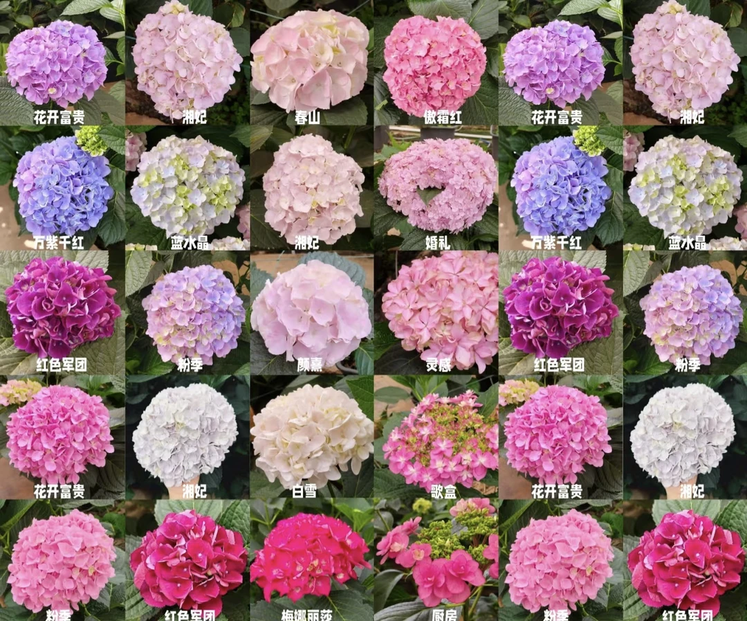 大花绣球【一物一拍】花期持久 易养护 适合阳台庭院栽种