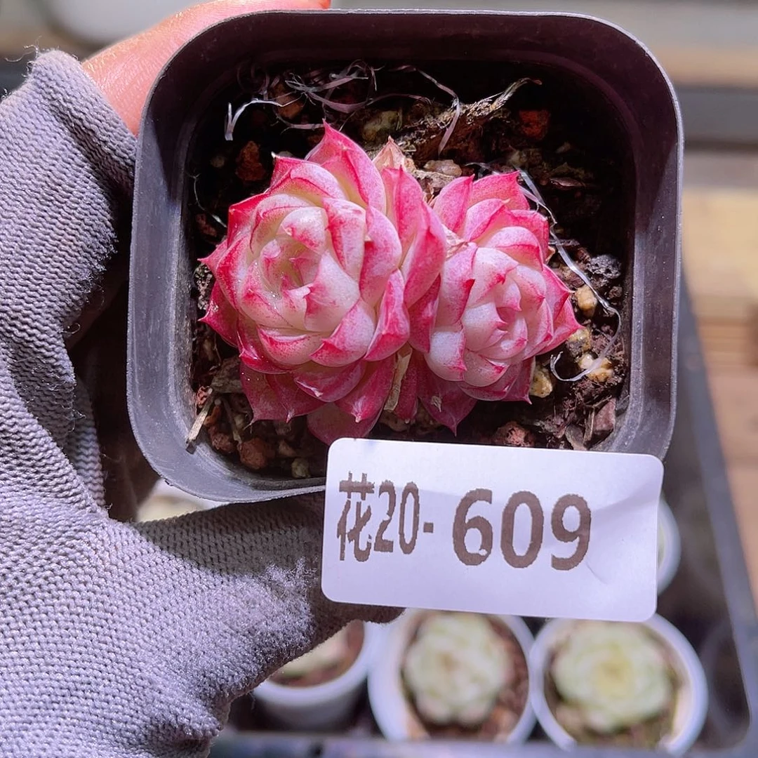 花20-609女王双头