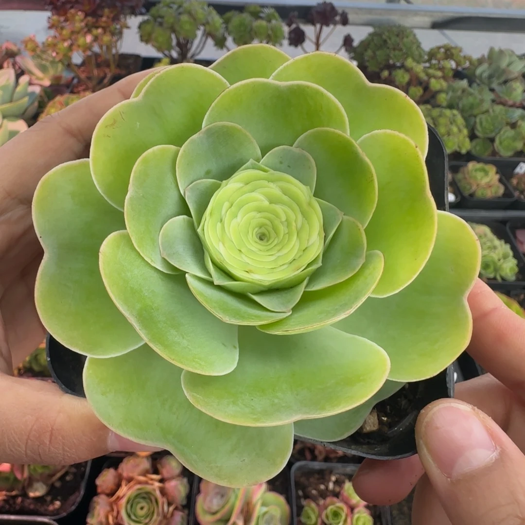 L684半城玫瑰情澜不含盆土