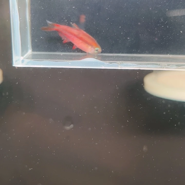 灯科鱼粉色牌10号