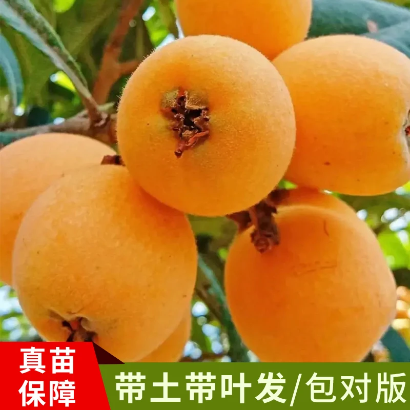 大果五星枇杷苗,白肉枇杷 苗嫁接枇杷苗,盘栽地栽南方北方种植