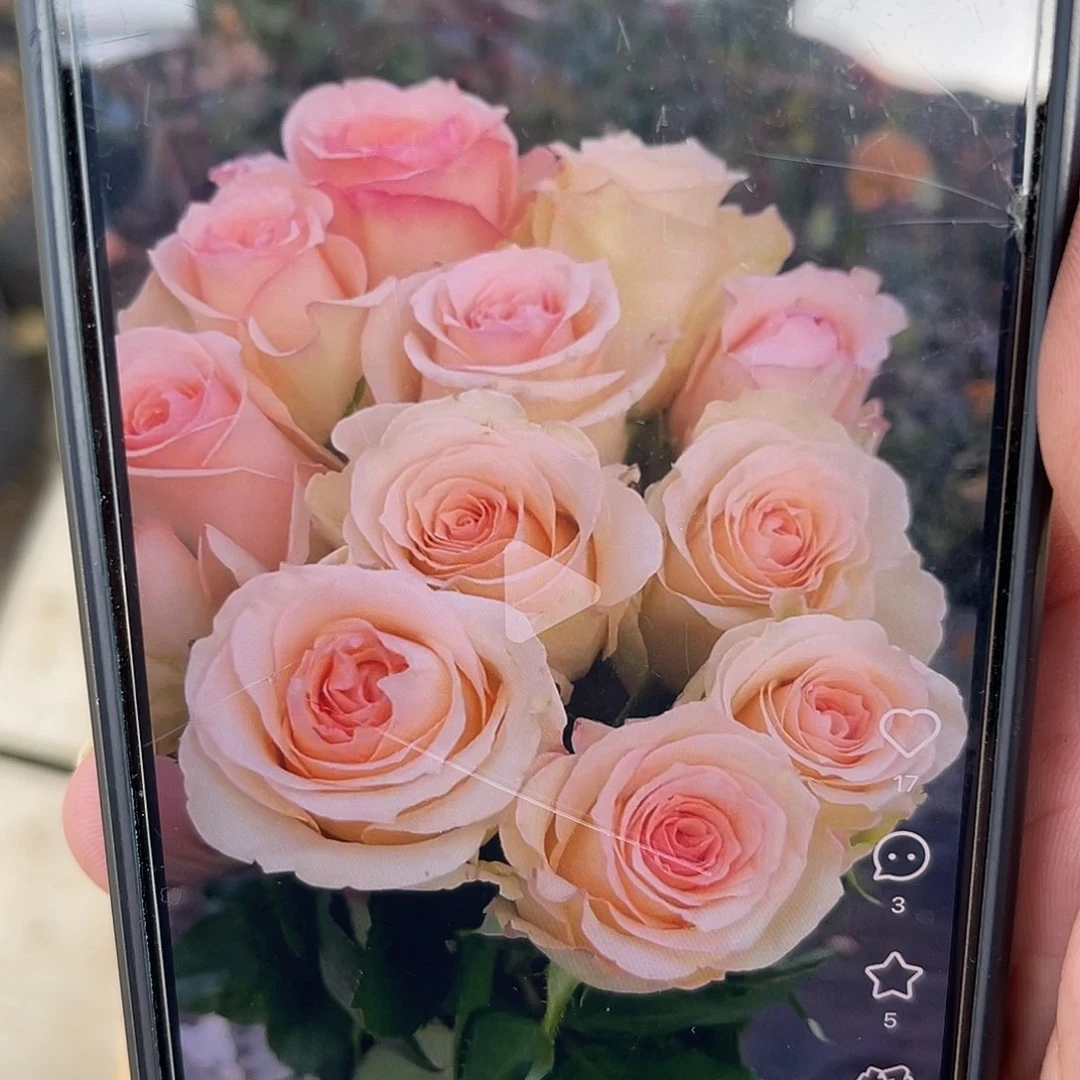 无花朵——-温柔羽翼福利