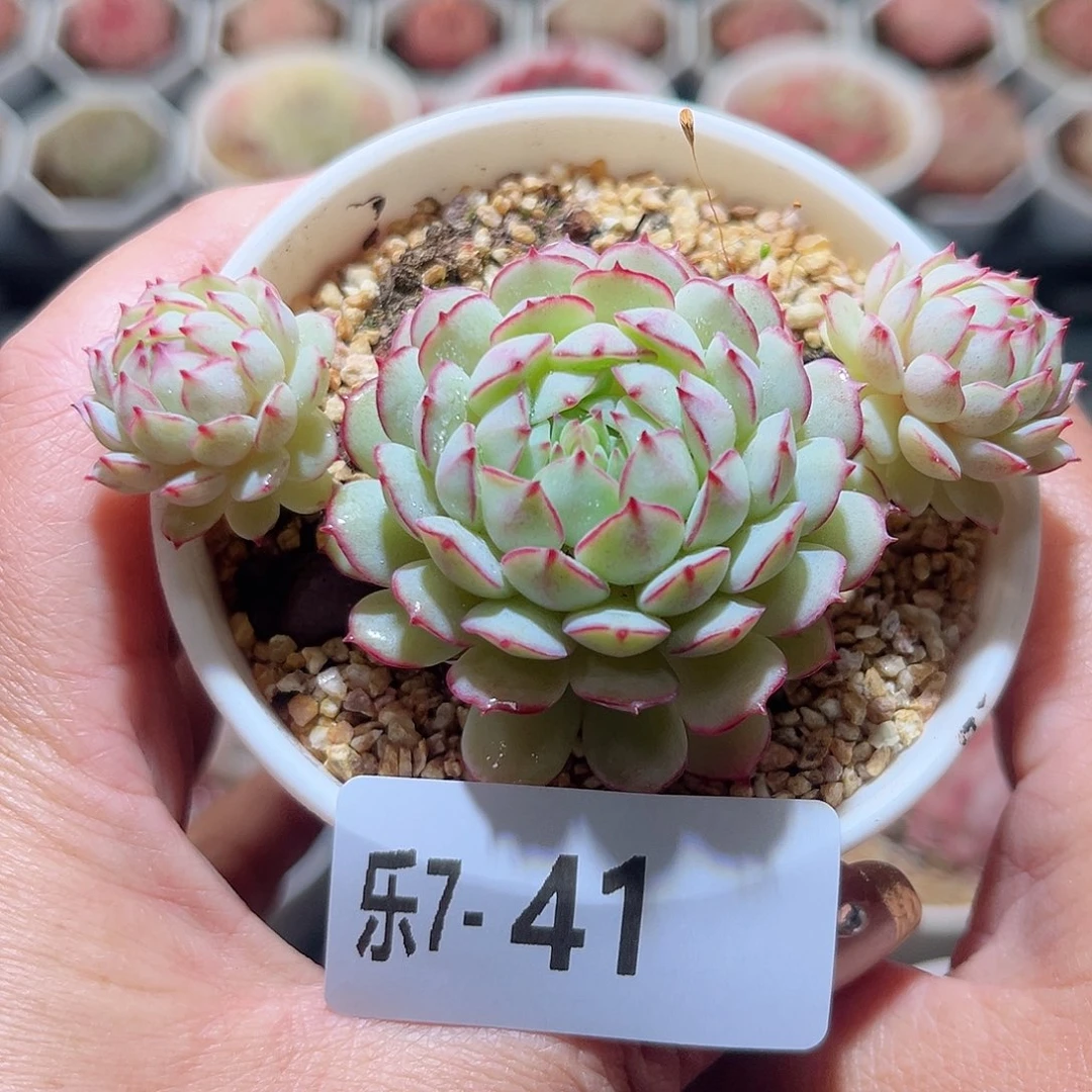 乐7-41 小红依群