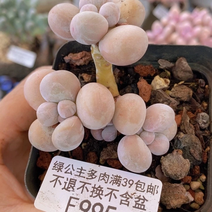 橙奶6cm995多肉植物