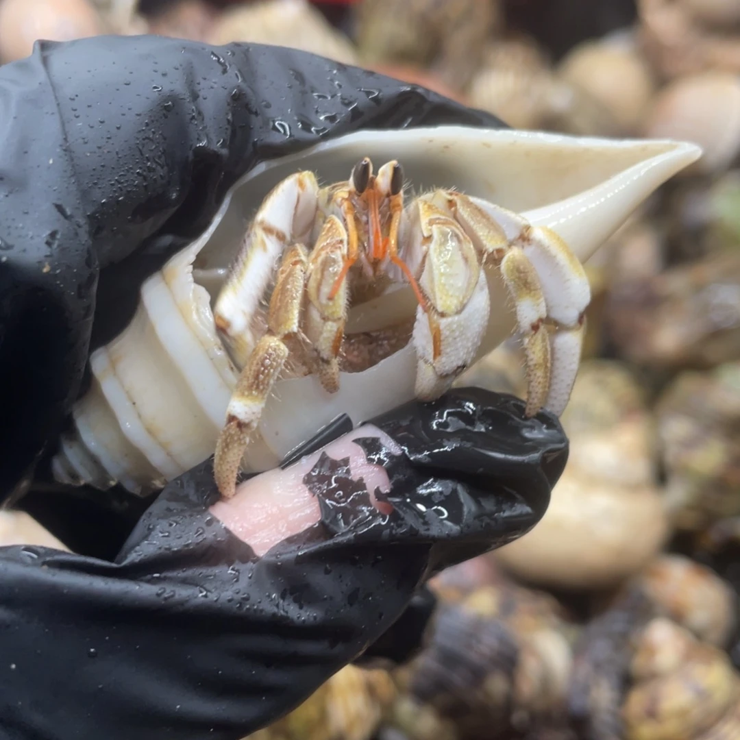 不退不换谢谢支持35