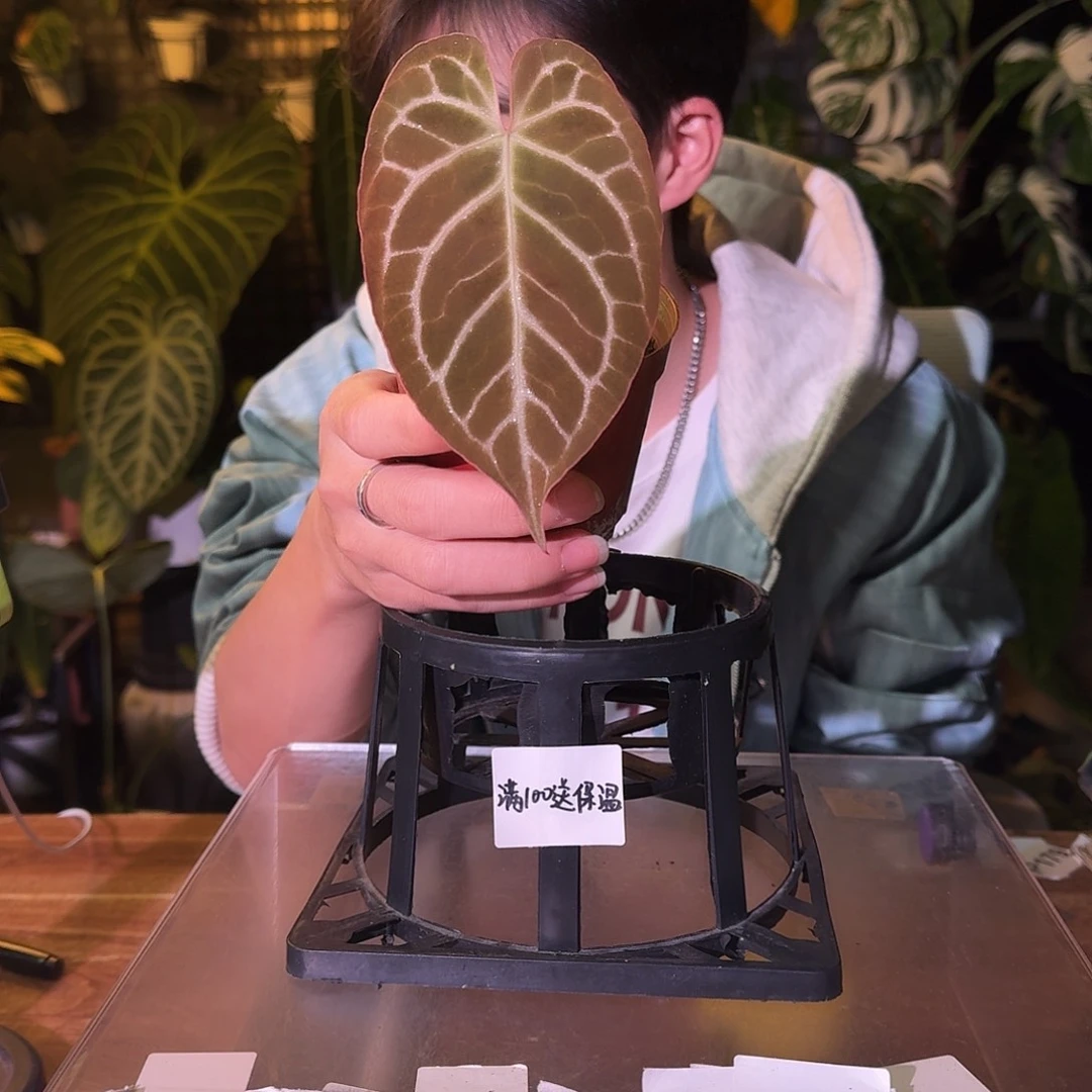 不开花植物H167闪电撕裂纹杂阿波罗