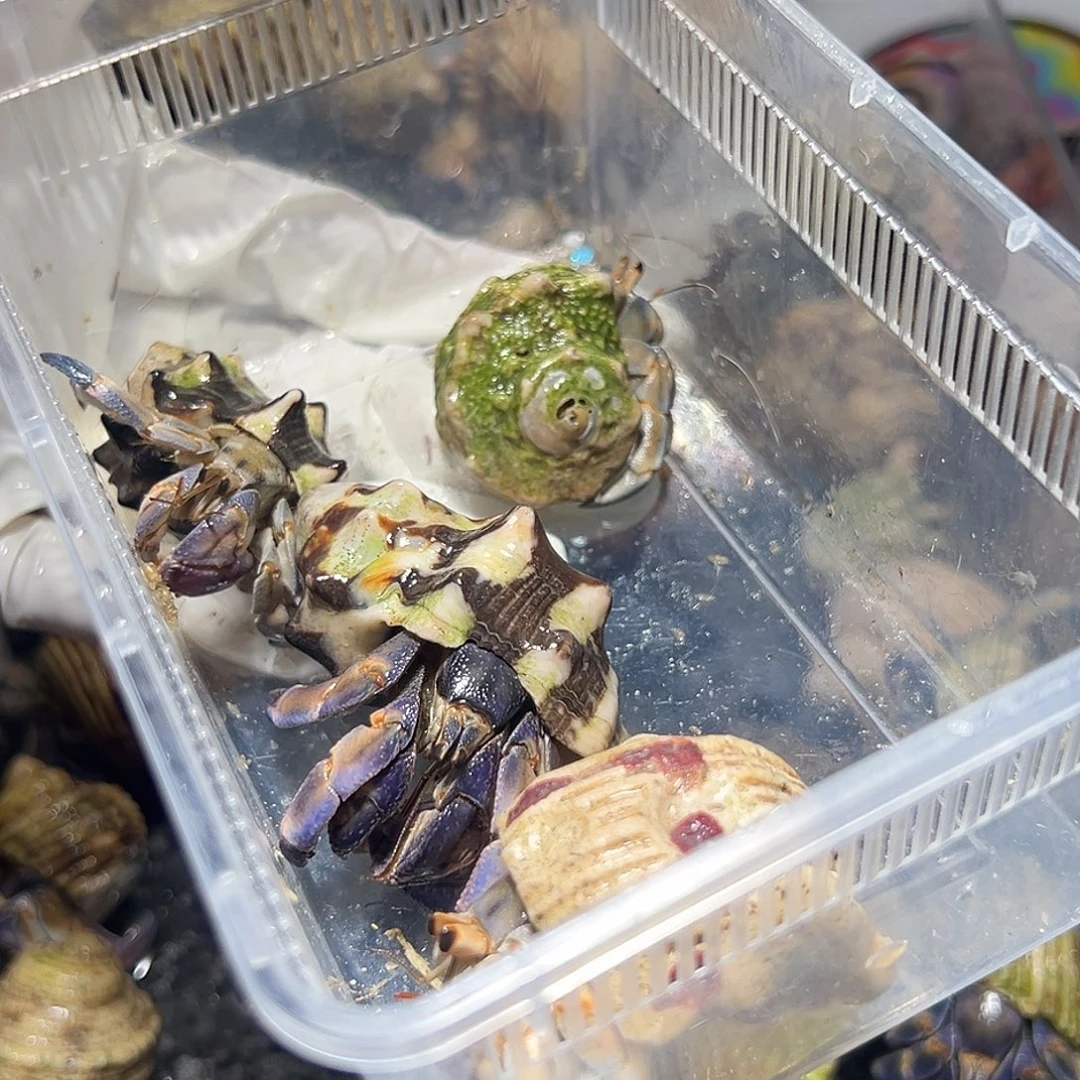 眠***觉专拍四只紫陆福利专拍