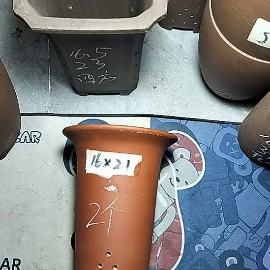 小红兰花两个微瑕