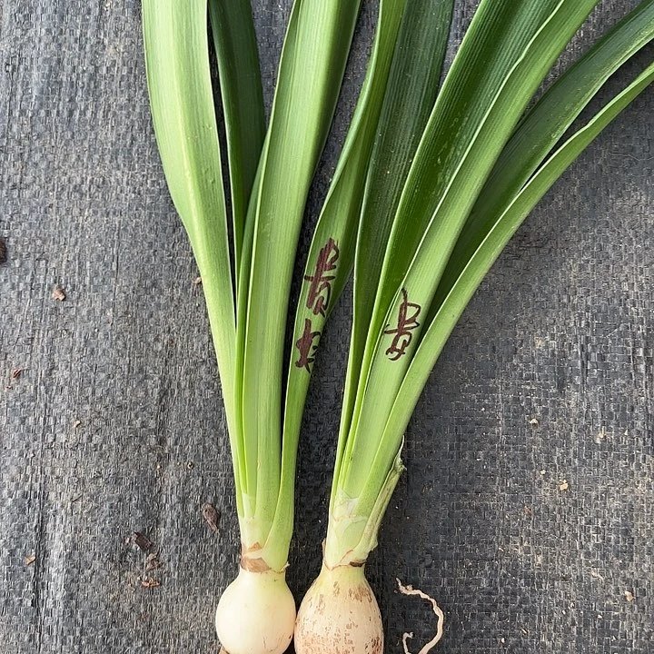 无花朵两颗贵妇包对版七号