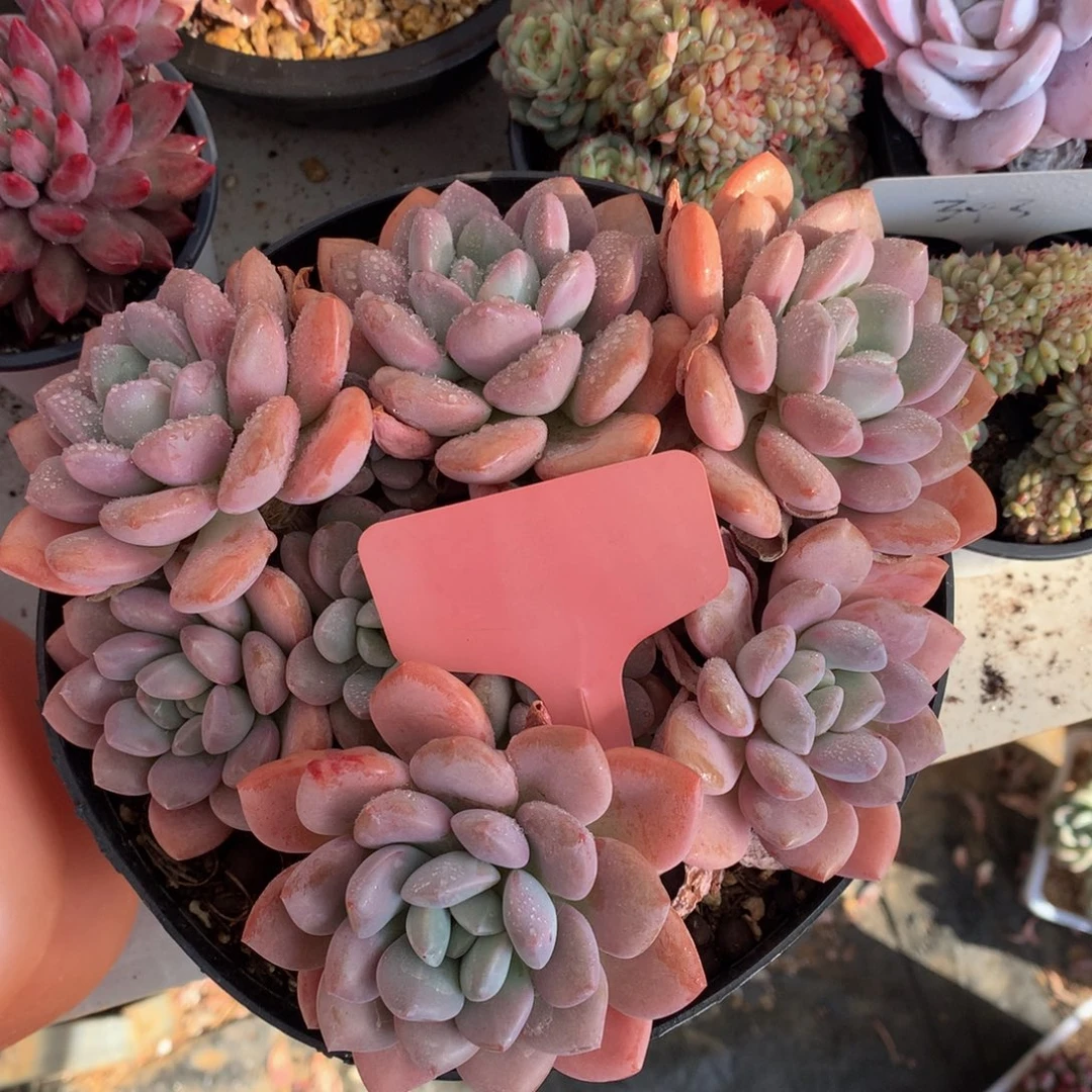 白鹭727272727277272