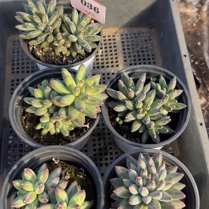 036多肉植物一物一拍