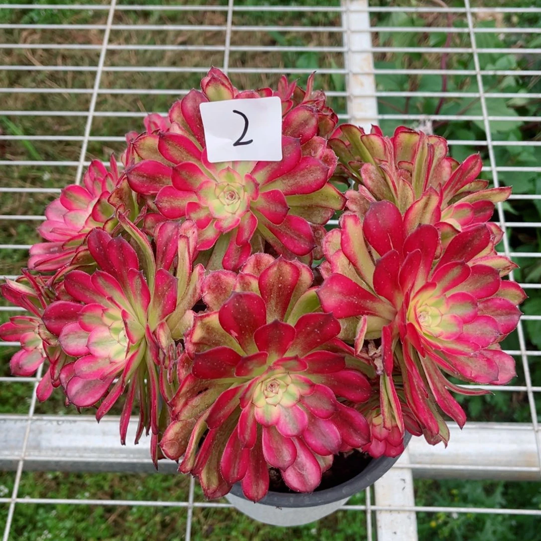 一物一拍多肉法师02