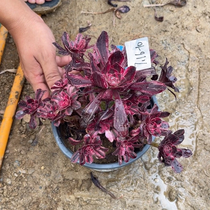 其***生7.16-10红钻手捧寄养