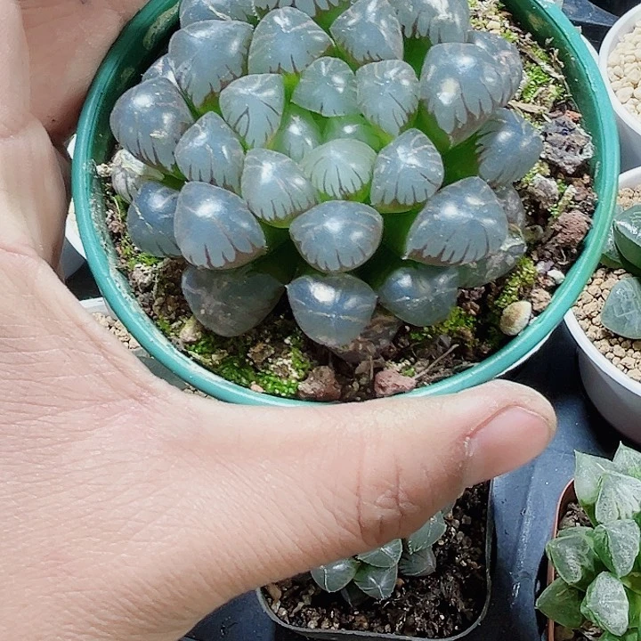 母本冰灯特价处理