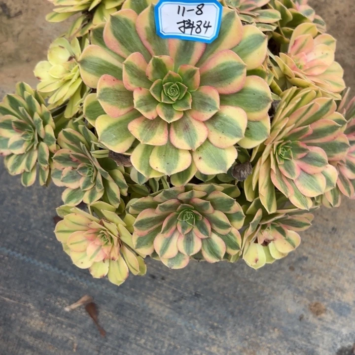 雨荷多肉不包损84