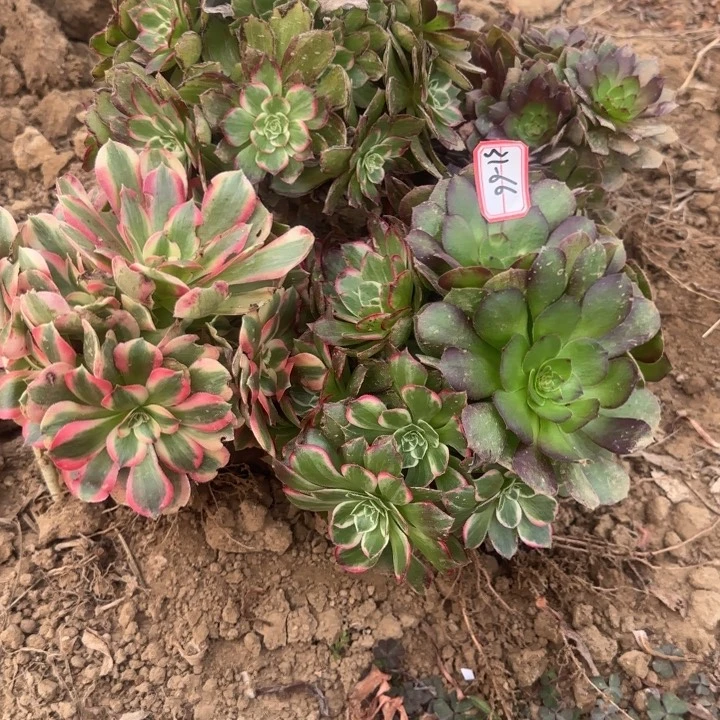 31-66处理地理不包售后