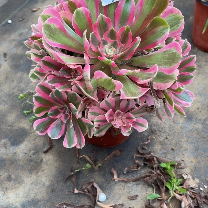 瑞妈多肉园艺864布，