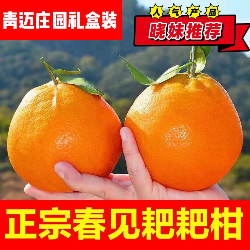 正宗四川春见耙耙柑净果6斤装中果 青迈庄园礼盒装 春见耙耙柑四川省