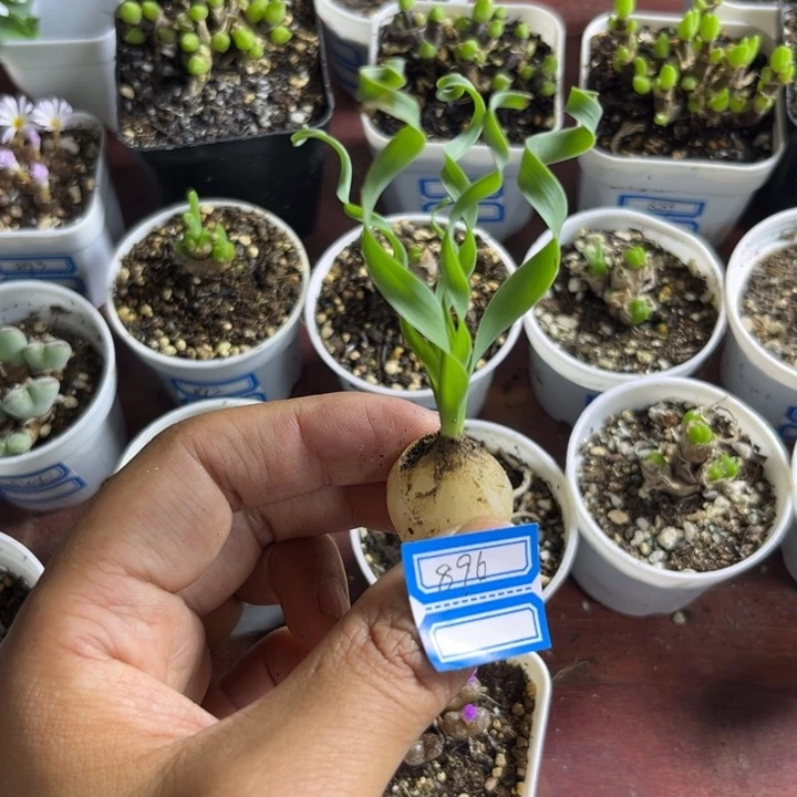 896 宽叶弹簧草多肉植物