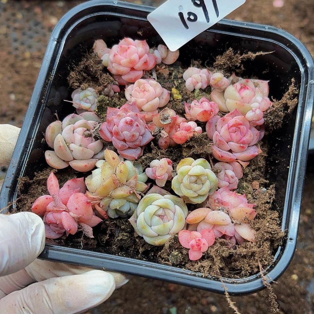 多肉植物多肉植物1097