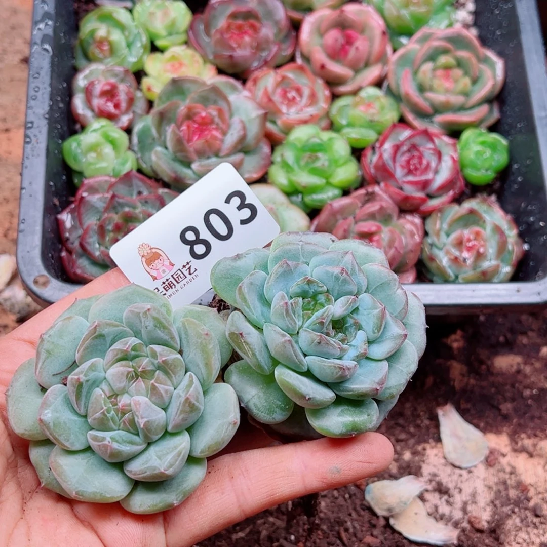 多肉植物多肉植物