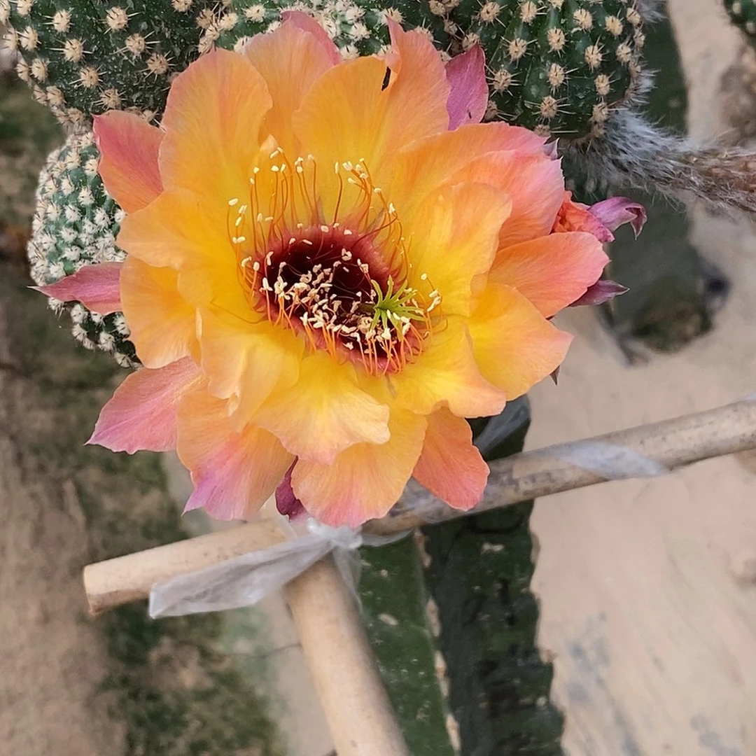 彩 201橙喉加强侧芽 歪 20包邮5公分
