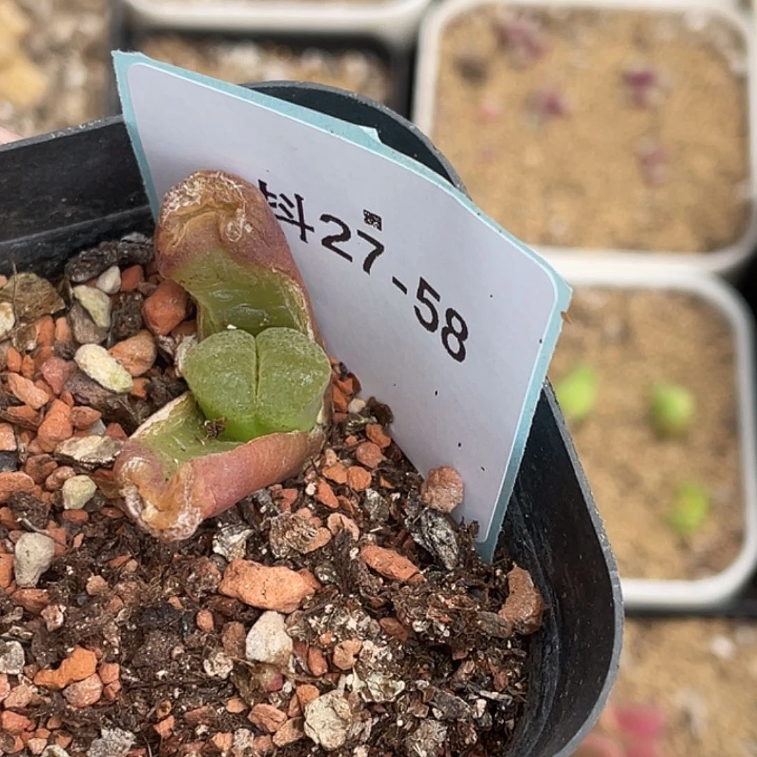 明*27-58肉锥多肉植物