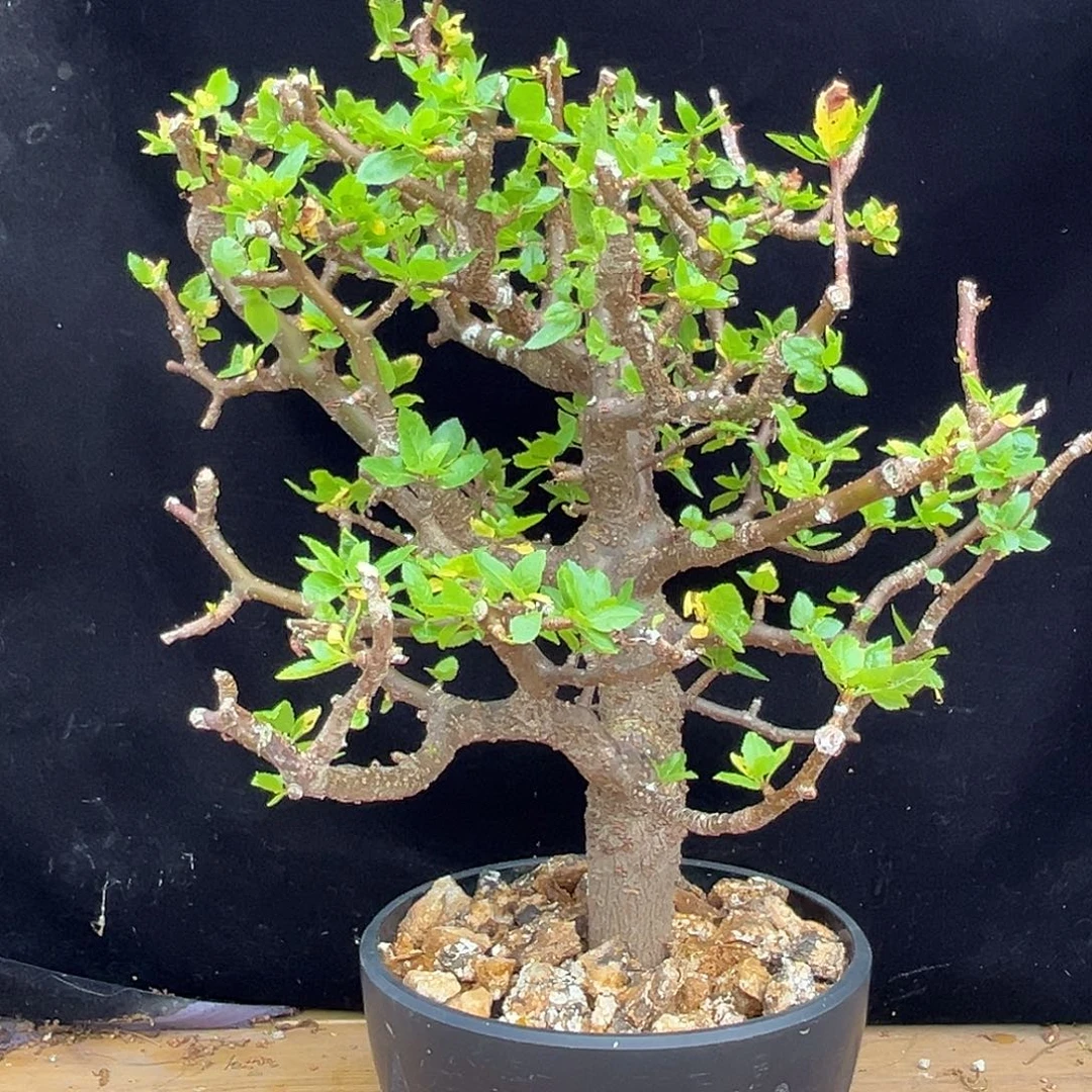 潮流植物 啊皮纳特