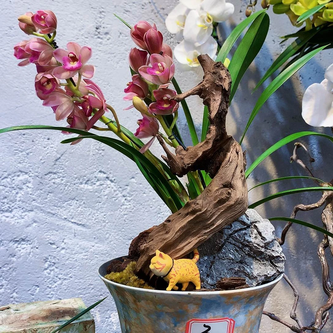 完全开放3蝴蝶兰一物一拍