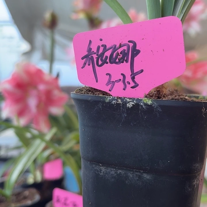 无花朵乔安娜朱顶红直径3-3.5