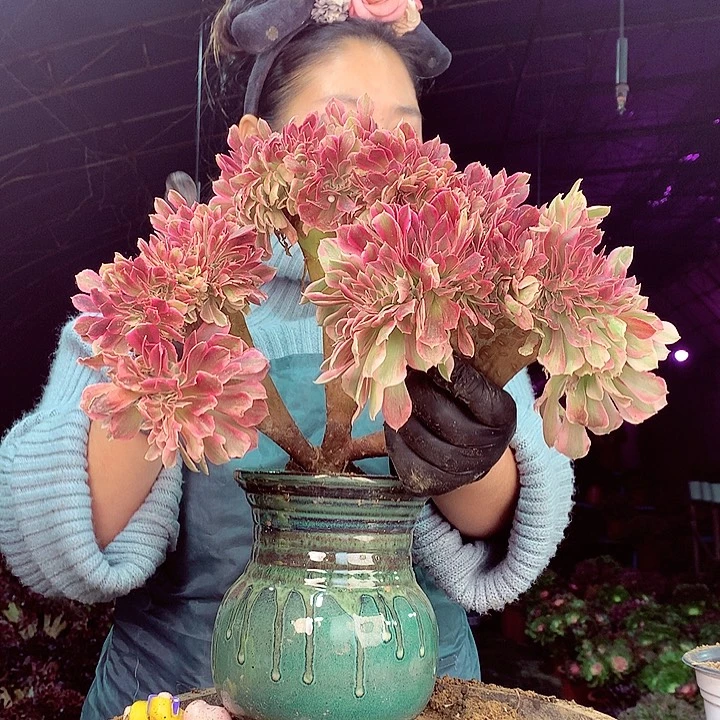 柒柒精品多肉脱土发货不包断侧枝S35