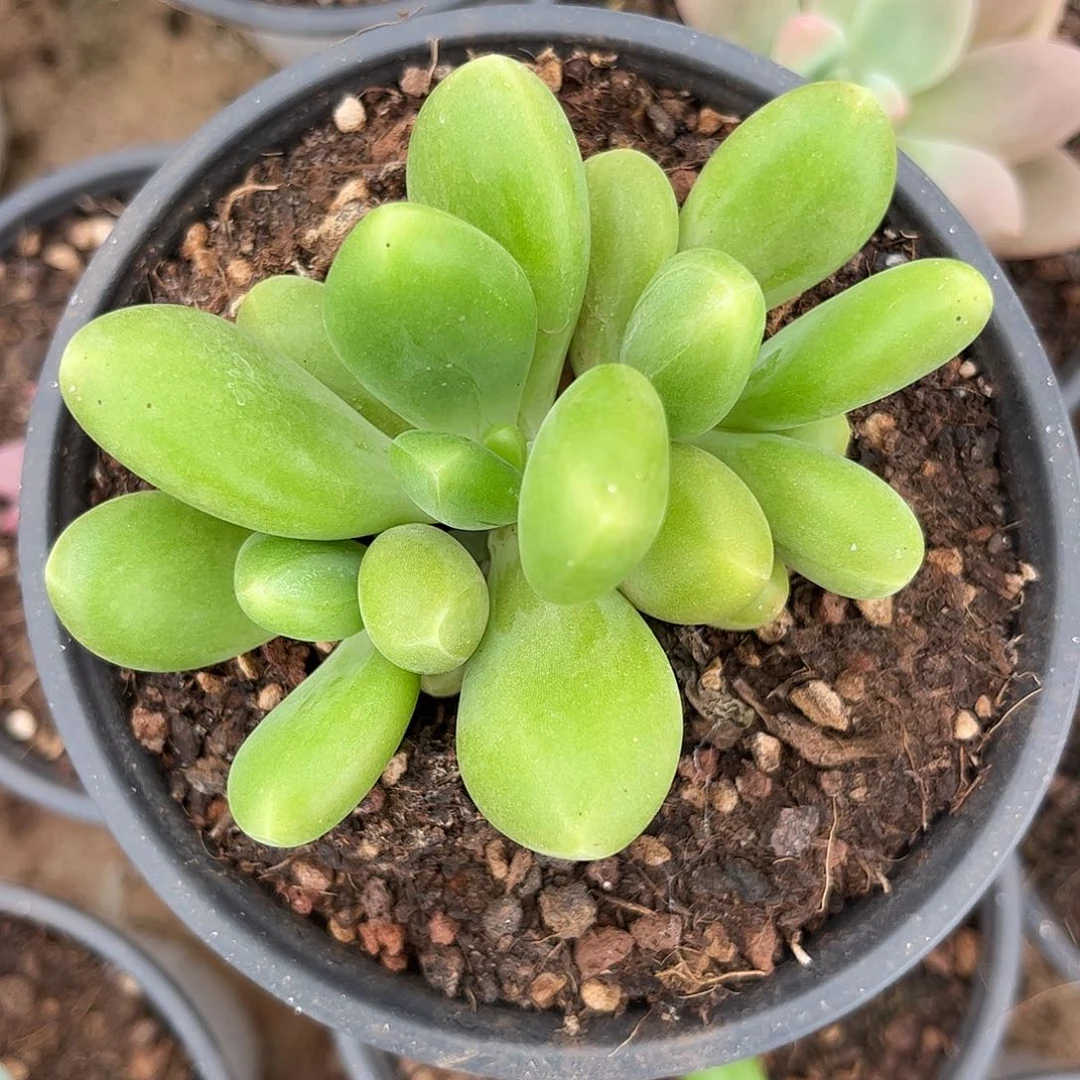 谦**水新品美人系多肉植物