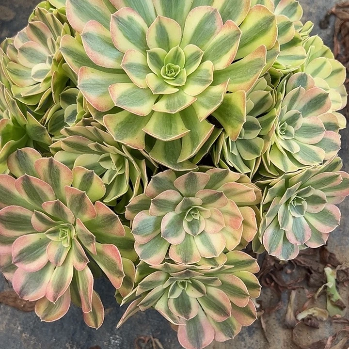 9.18-29雨荷多肉植物1