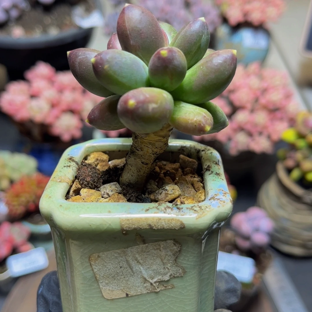 309香蕉树5厘米多肉植物