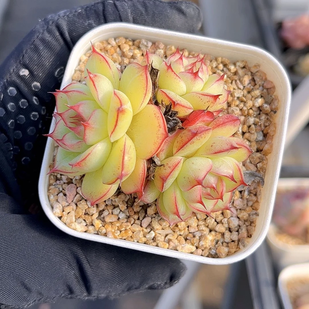 535  小夜曲珍妮满18包邮