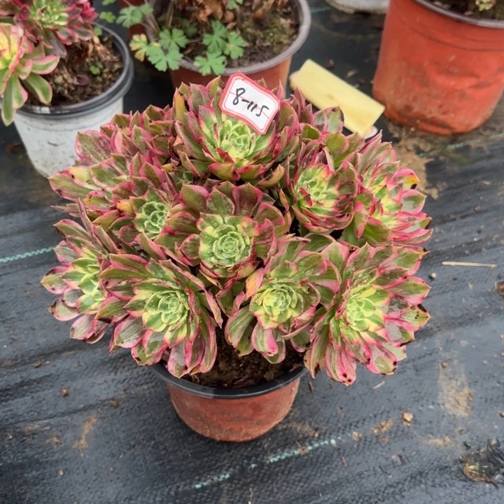 8-115海王多肉不包售后