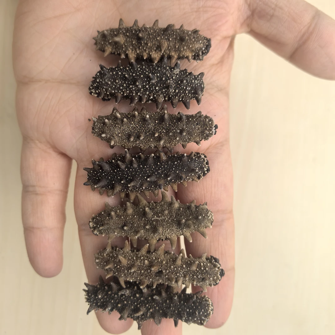 【高品质福利】大连海参辽刺参滋补品140-150头左右/斤500G吾茫嶋