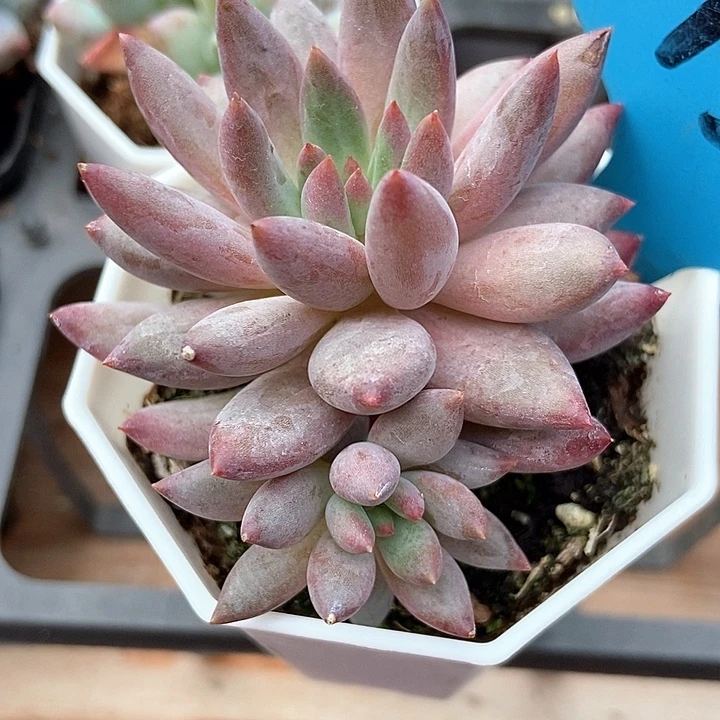 多肉植物虞美人13多肉