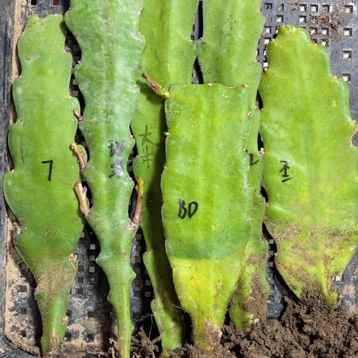 当前无花栽培后可以开花建**具6色