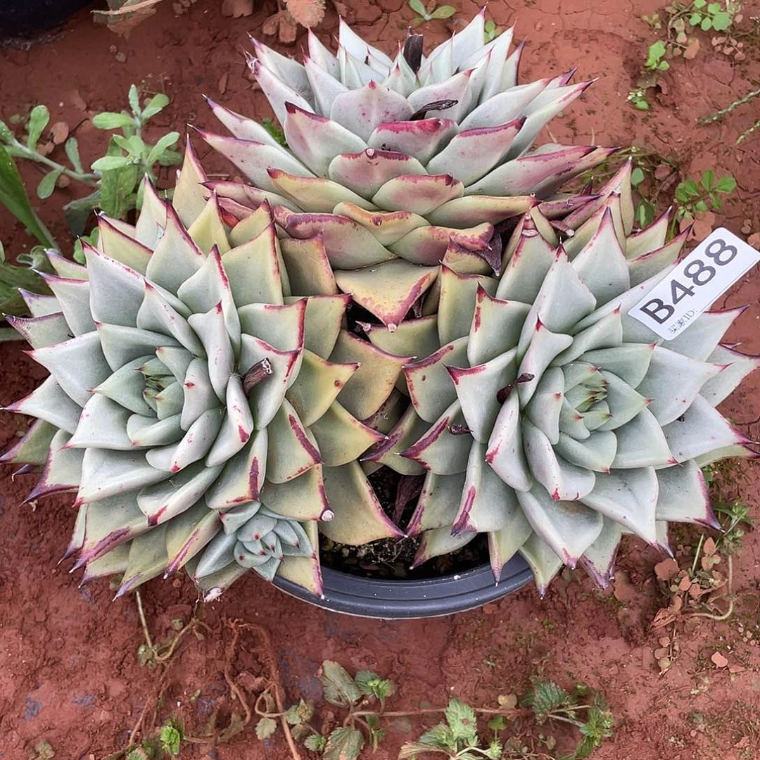 若如东云多肉单拍488