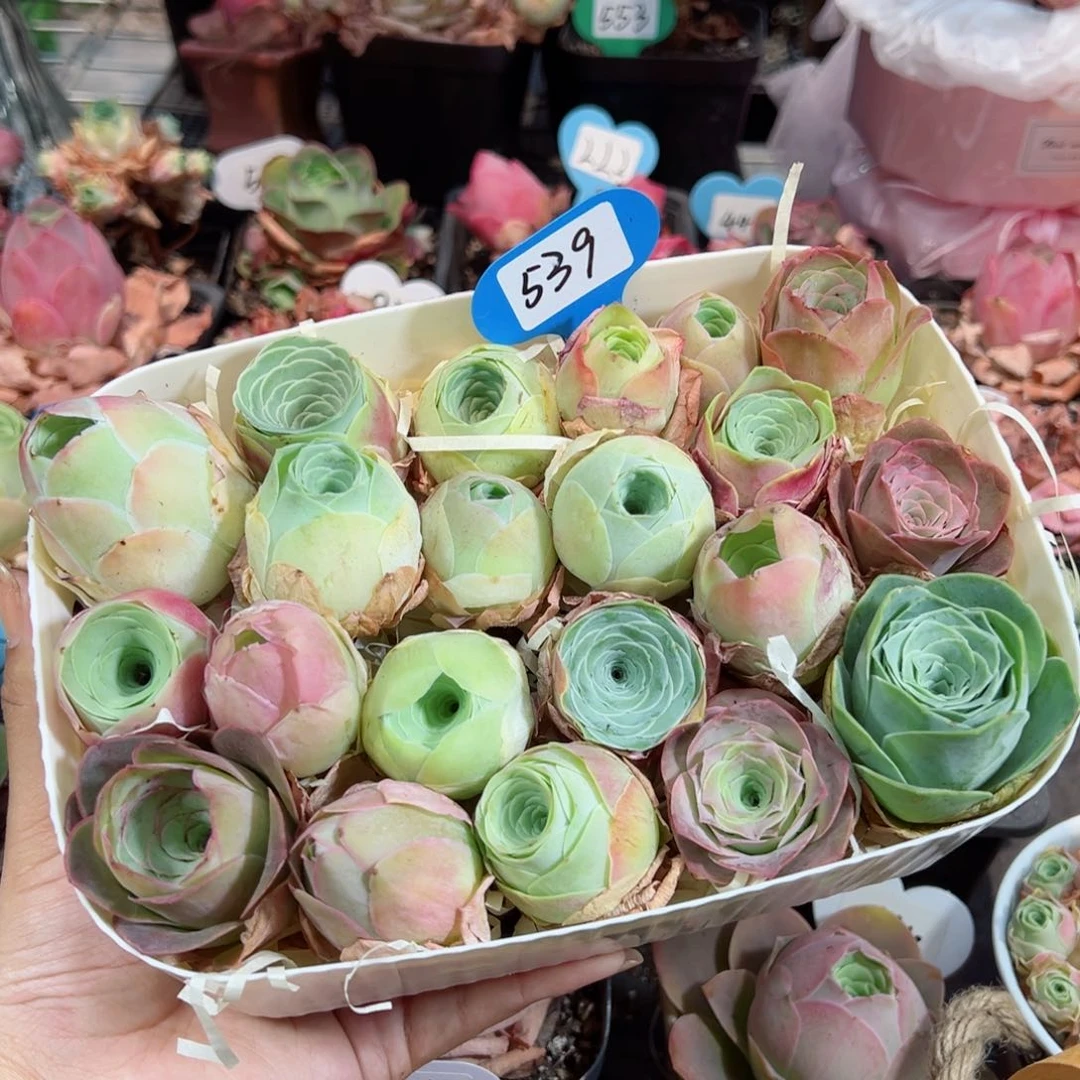 539一筐福利玫瑰（小瑕疵）